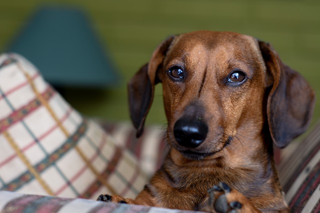 Daschund Bassoto 腊肠犬 - 上的免费照片