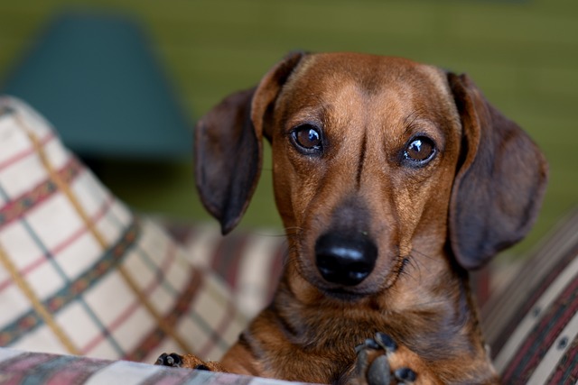 Daschund Bassoto 腊肠犬 - 上的免费照片