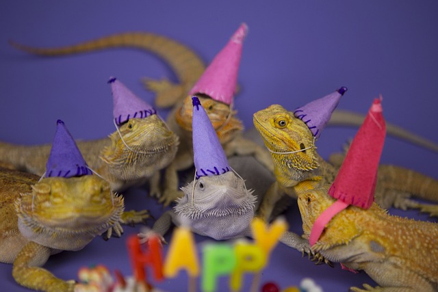 Happy Reptiles - 上的免费照片