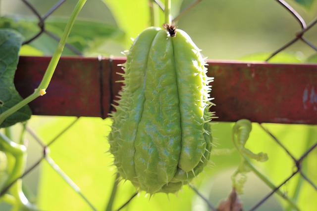 墨西哥黄瓜 佛手瓜 Sechium Edule - 上的免费照片
