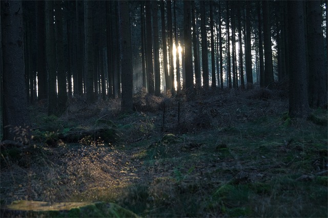 森林 林间空地 枞树 - 上的免费照片