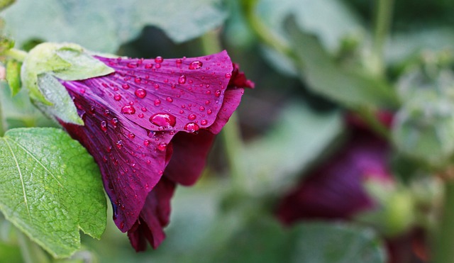 蜀葵 别墅花园 花园 - 上的免费照片