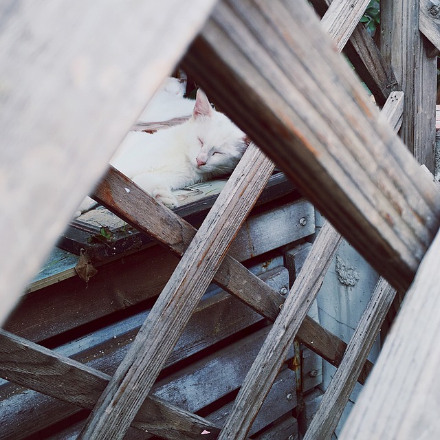 北京 街景 猫 - 上的免费照片