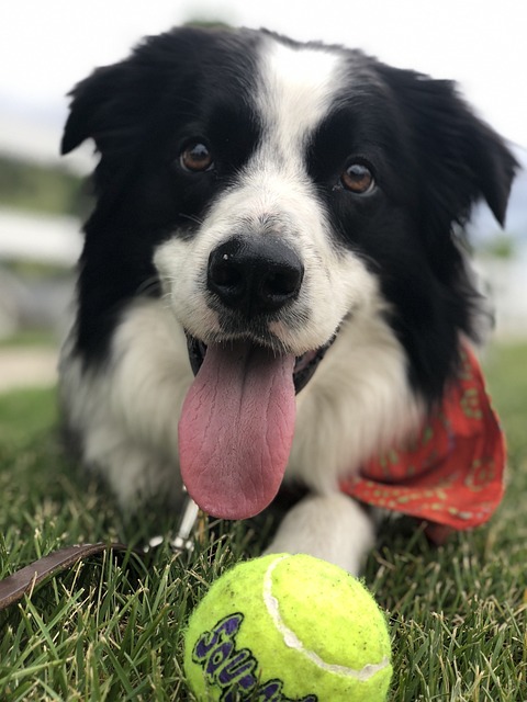 狗 舌头 网球 - 上的免费照片