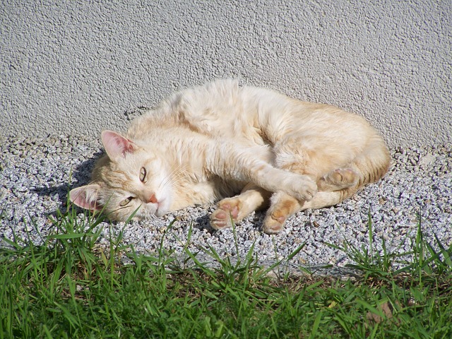老猫 宠物 髻色的小猫 - 上的免费照片