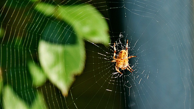 数值调节钮 花园蜘蛛 后端 - 上的免费照片