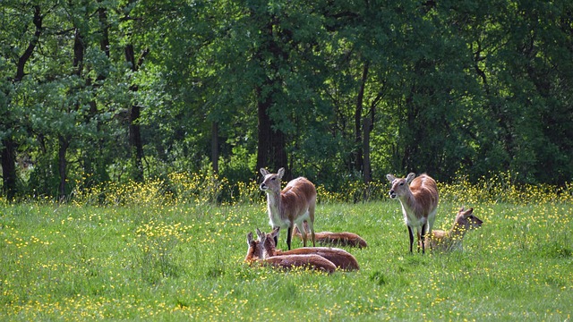 羚羊 Cobe De Lechwe 森林 - 上的免费照片