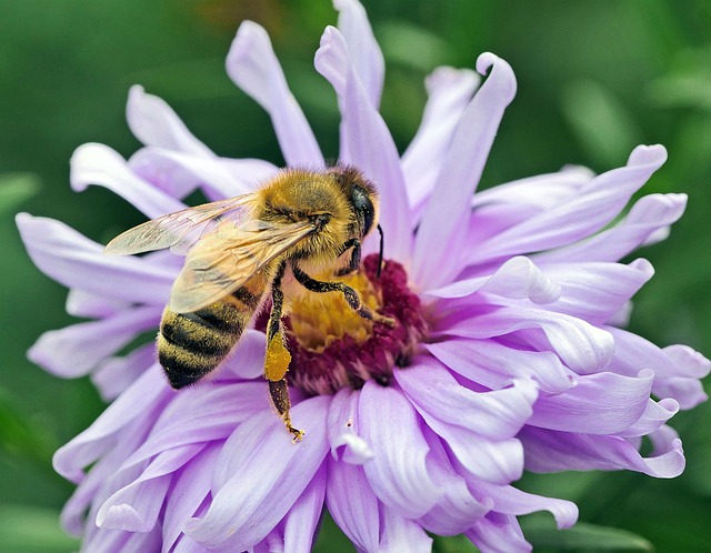 蜜蜂 花蜜 花粉 - 上的免费照片