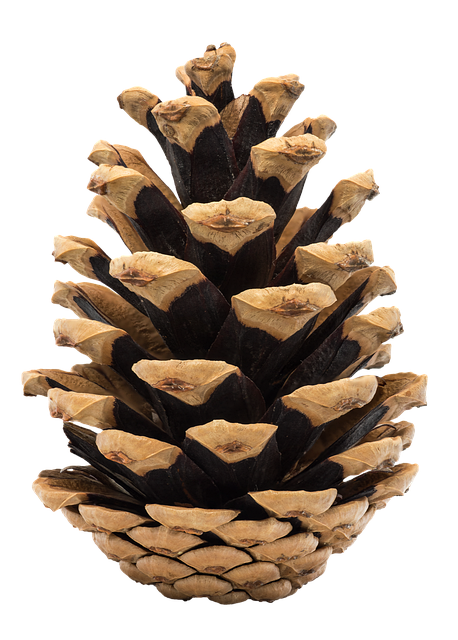 锥体 松树 自然 - 上的免费照片