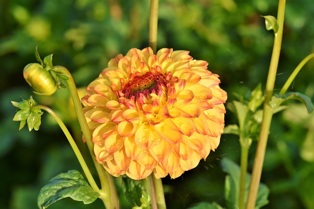 大丽花 大丽花蕾 花 - 上的免费照片