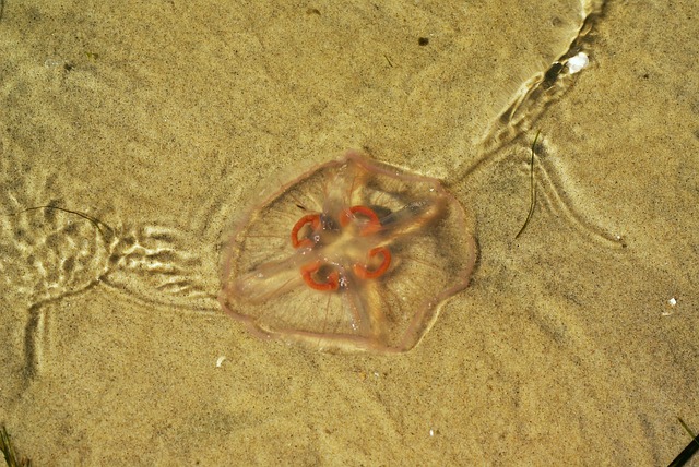 海蜇 Che?bia 山雀 - 上的免费照片