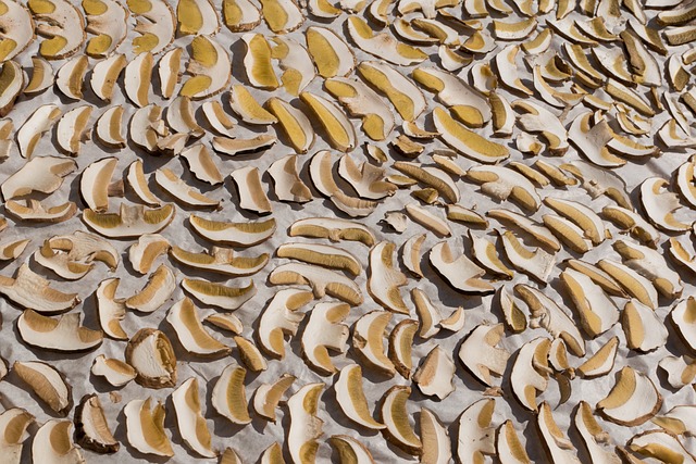 蘑菇 干蘑菇 橡树 - 上的免费照片