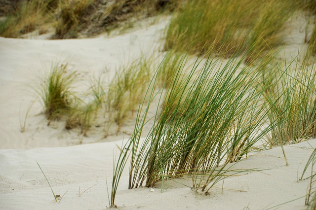 植物 草本 自然 - 上的免费照片