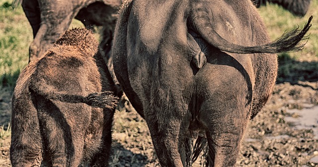 野牛 波波 尾巴摇 - 上的免费照片