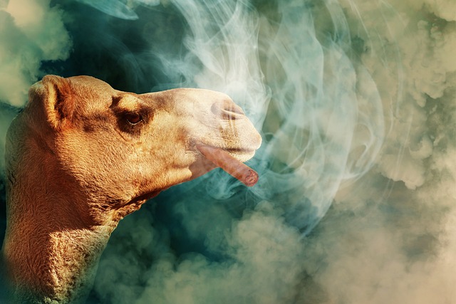 骆驼 雪茄 抽烟 - 上的免费照片