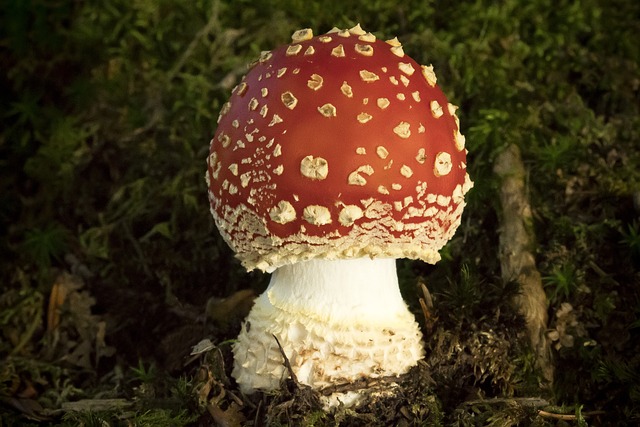 毒菌 毒蝇伞 蘑菇 - 上的免费照片