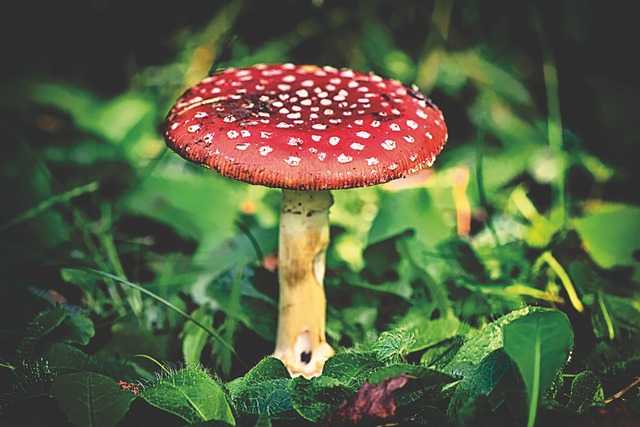 毒菌 毒蝇伞 蘑菇 - 上的免费照片