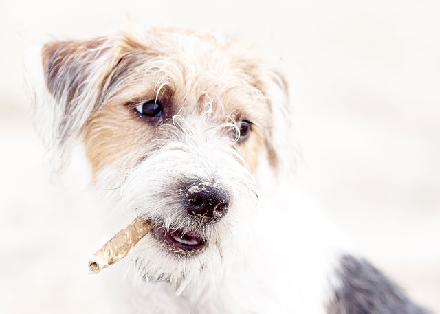 狗 梗犬 牧师 - 上的免费照片