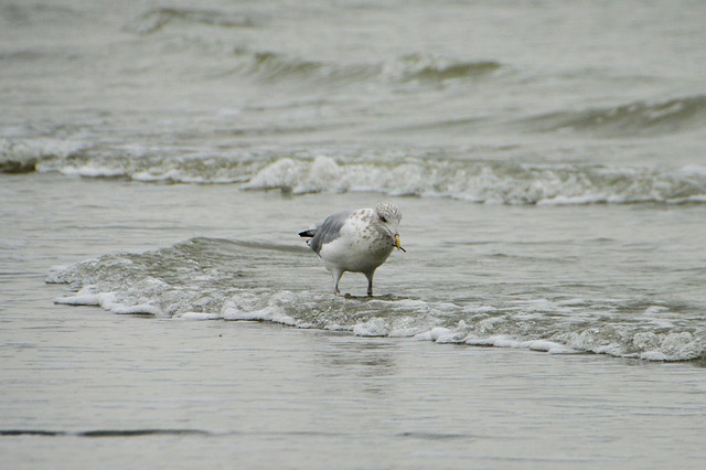 海 海滩 斯特拉海滩 Hauts De - 上的免费照片