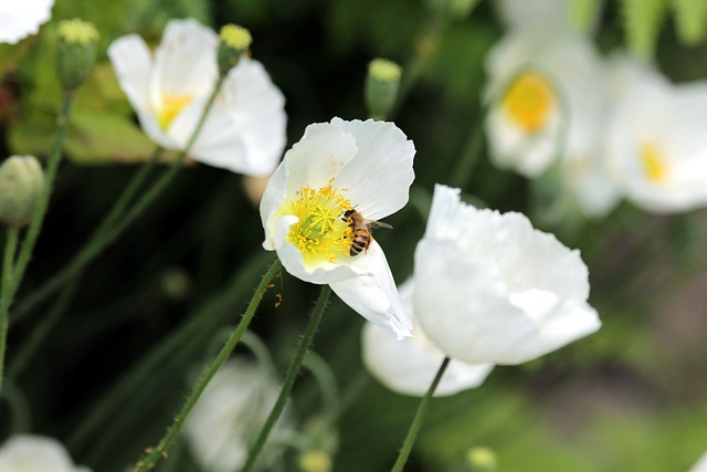 罂粟花 花朵 白色的罂粟花 - 上的免费照片
