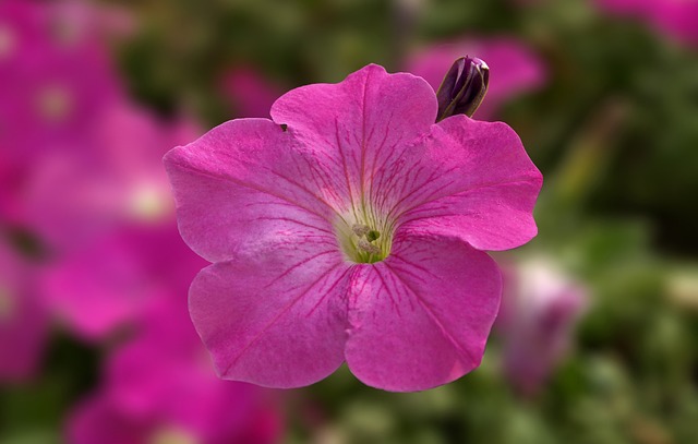 骗子 Safi的。 Surfinia - 上的免费照片