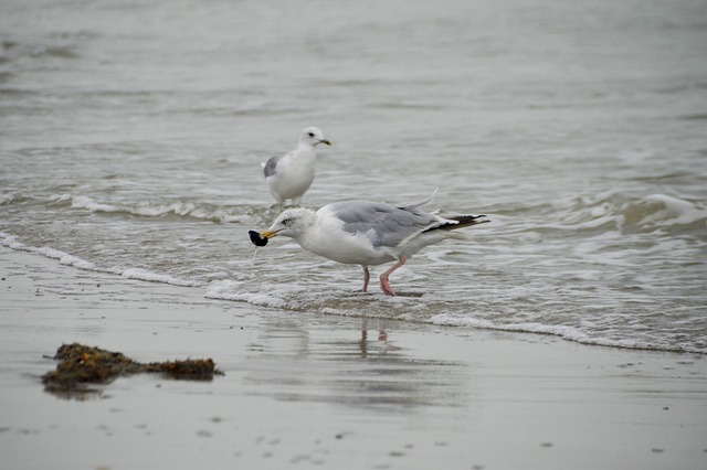 海 海滩 斯特拉海滩 Hauts De - 上的免费照片