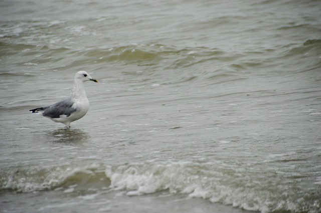 海 海滩 斯特拉海滩 Hauts De - 上的免费照片