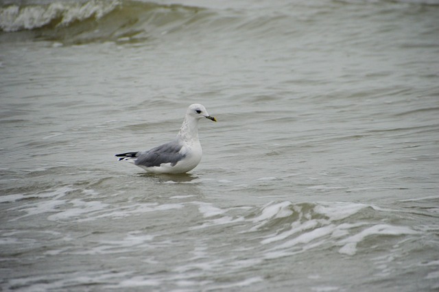 海 海滩 斯特拉海滩 Hauts De - 上的免费照片