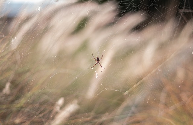 蜘蛛 蛛形纲动物 蜘蛛网 - 上的免费照片