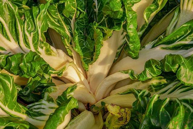 甜菜 蔬菜植物 文化 - 上的免费照片