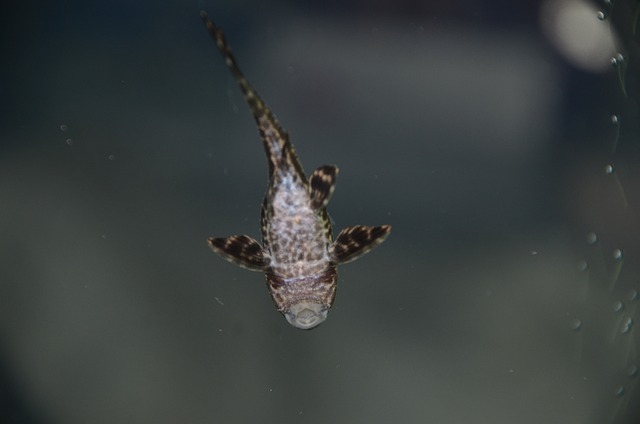 鱼 水族馆 粉红色的鱼 - 上的免费照片
