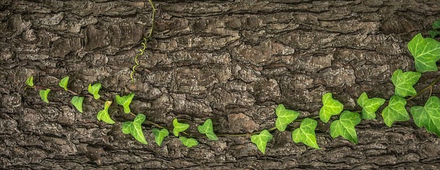 常春藤 植物 大自然 - 上的免费照片