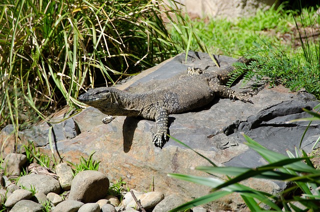花边监视器 证件 澳大利亚人 - 上的免费照片
