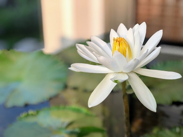 蓮 清新脫俗 潔淨 - 上的免费照片