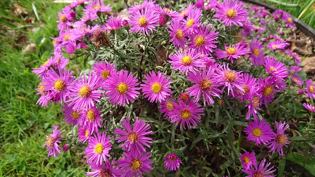 翠菊 花朵 Astra Novoblogika - 上的免费照片