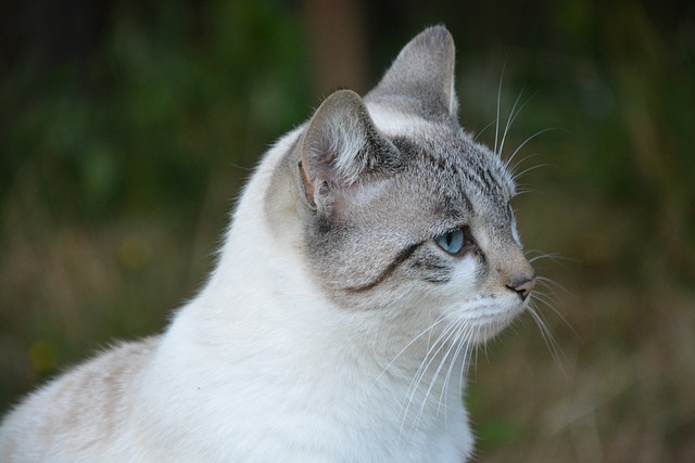 猫 肖像头，档案 阴云 - 上的免费照片
