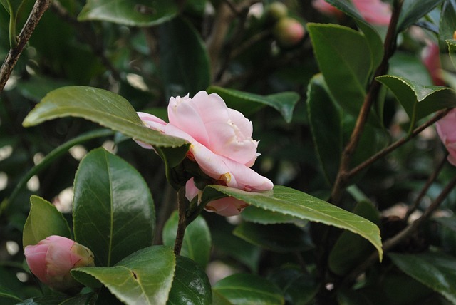 花 茶 鲜花 - 上的免费照片