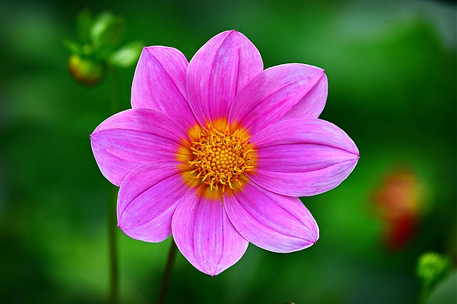 Cosmea 花落 宇宙 - 上的免费照片