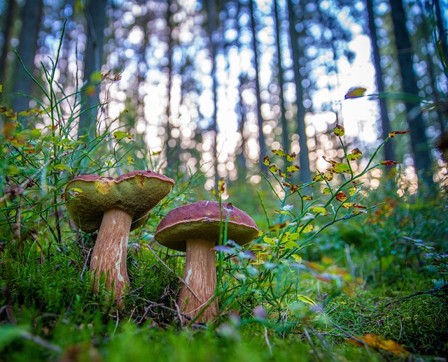蘑菇 硼 白 - 上的免费照片