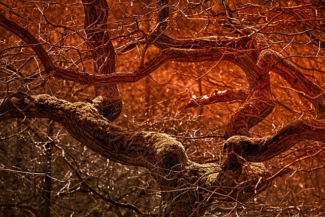 自然 分行 树 - 上的免费照片