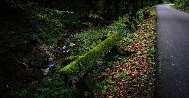 狗 森林 障碍 - 上的免费照片
