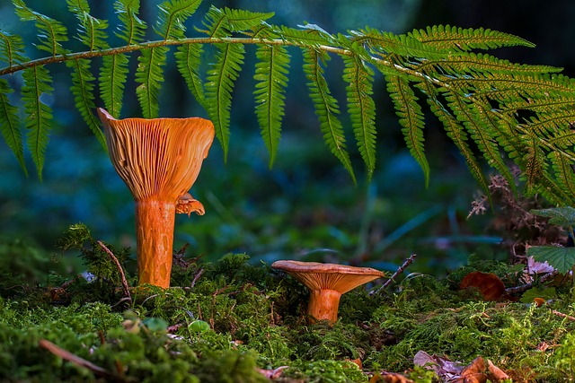 蘑菇 藏红花奶盖 苔藓 - 上的免费照片