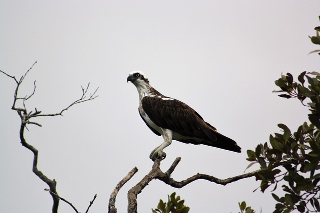 鱼鹰 纳际 布里斯班 - 上的免费照片