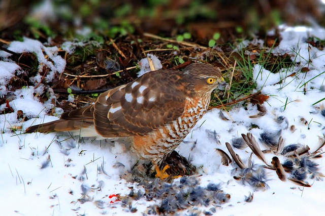 Sperber 男性 吃下去 - 上的免费照片