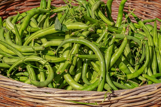 灌木豆 蔬菜 收成 - 上的免费照片