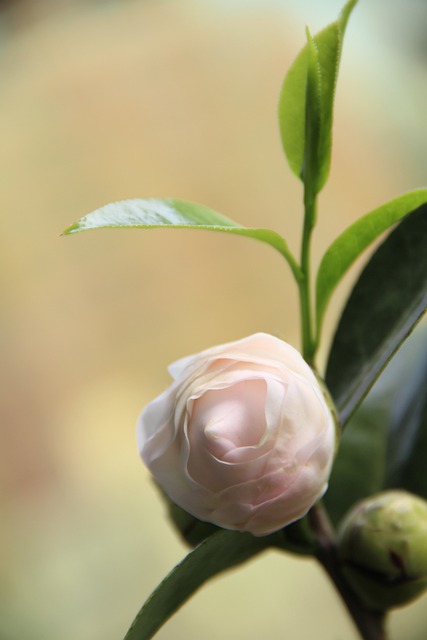 Camellia． Pink． - 上的免费照片
