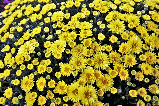 花朵 黄色 菊花 - 上的免费照片