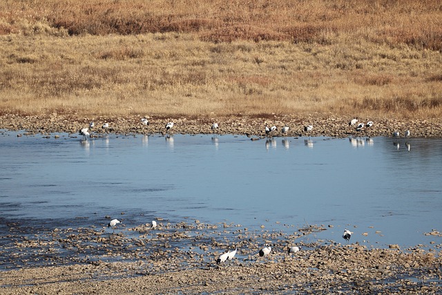 Mangjae Rapids的 Dmz Limjinriver - 上的免费照片