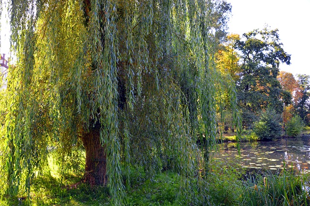 牧场 垂柳 树木 - 上的免费照片