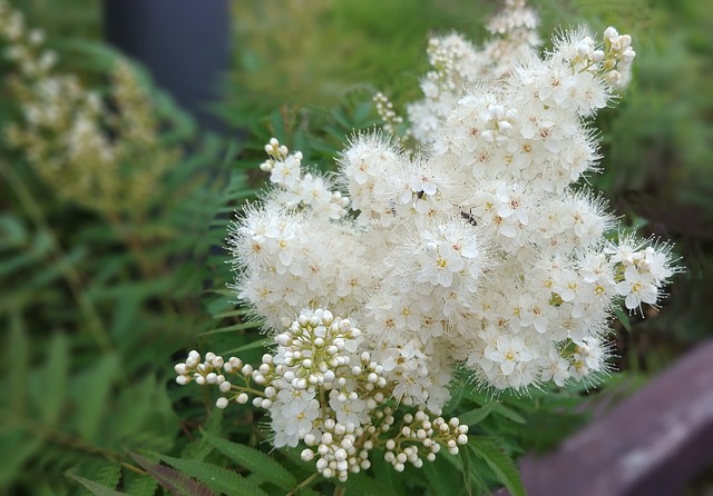 罗恩 Rowan花 白色的花 - 上的免费照片